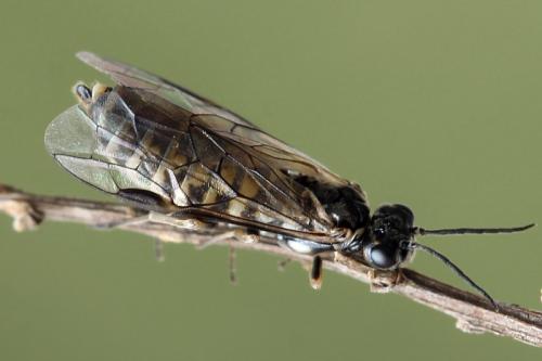 Empria candidata