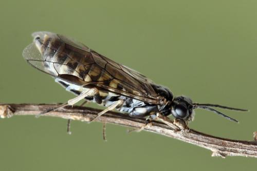 Réf. 138 250 : Empria candidata