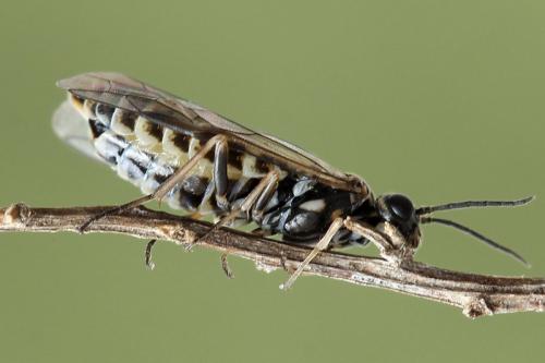 Réf. 138 251 : Empria candidata