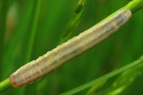 Dolerus sp.