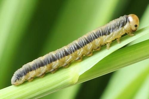 Dolerus sp.