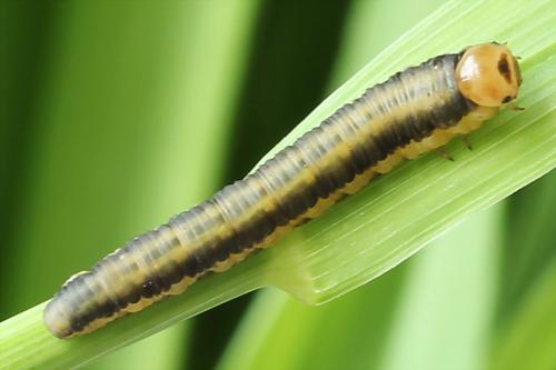 Dolerus sp.