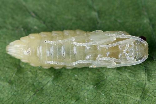 Réf. 138 240 : Empria candidata