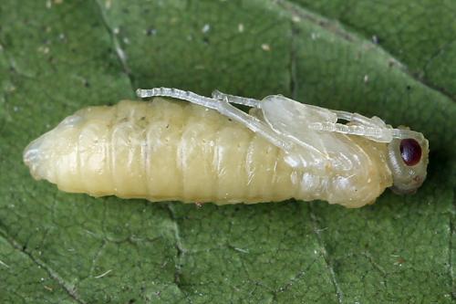 Empria candidata