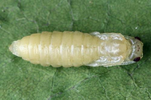 Empria candidata