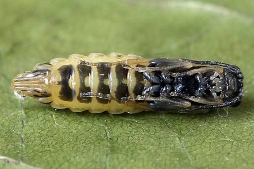 Réf. 138 243 : Empria candidata