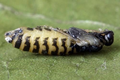Empria candidata
