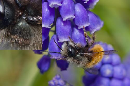 Réf. 138 676 : Osmia sp.