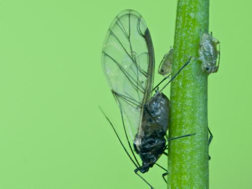 Myzus cymbalariae