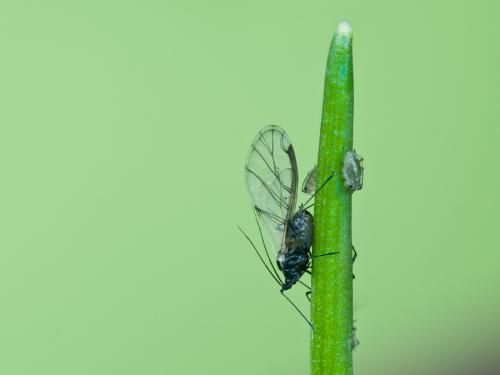 Myzus cymbalariae