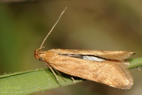 Réf. 138 923 : Orophia ferrugella