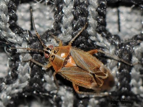 Réf. 138 927 : Harpocera thoracica