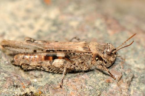Réf. 138 932 : Acrotylus sp.