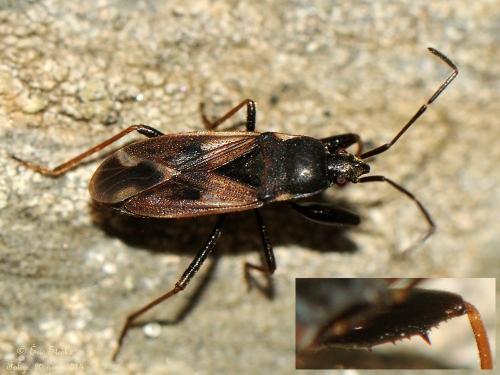 Réf. 138 916 : Eremocoris fenestratus