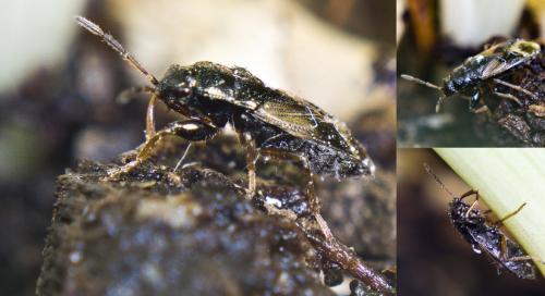 Megalonotus praetextatus