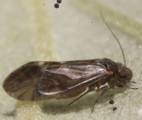 Réf. 138 426 : Elipsocus sp.