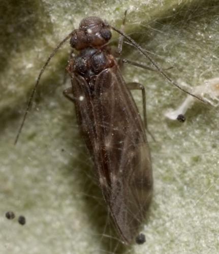 Réf. 138 427 : Elipsocus sp.