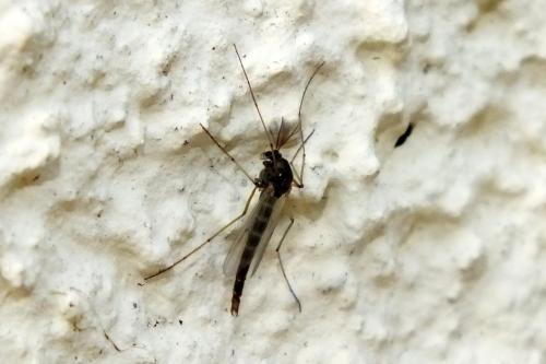 Chironomus sp.