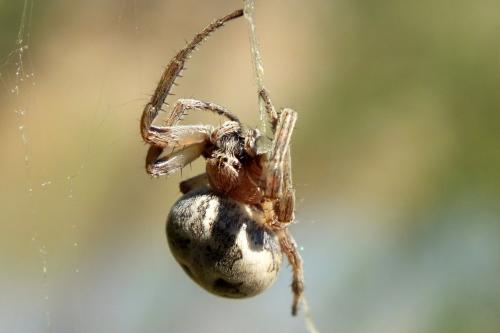 Larinioides sp.
