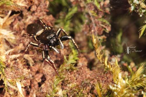 Réf. 138 912 : Heliophanus auratus