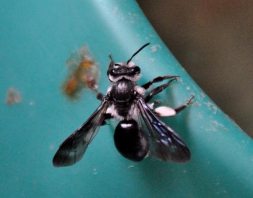 Andrena agilissima
