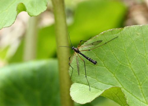 Réf. 138 591 : Ptychoptera scutellaris