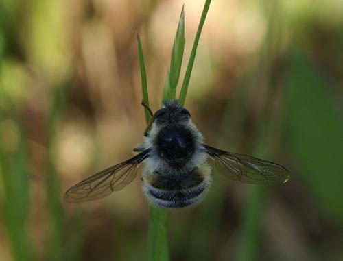 Réf. 138 915 : Fallenia fasciata