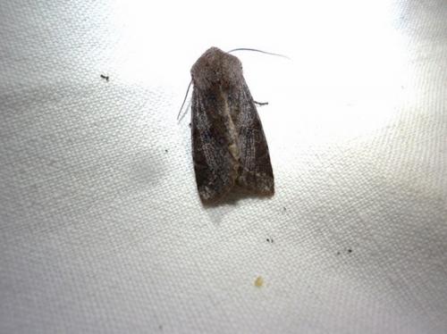 Réf. 138 622 : Orthosia incerta