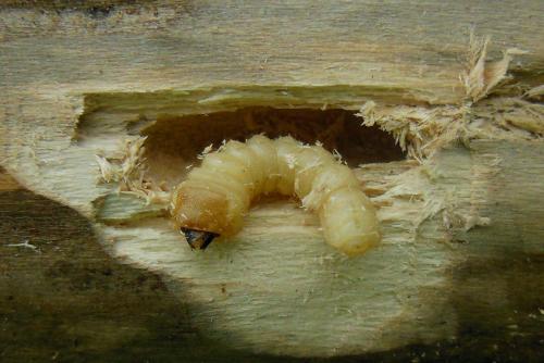 Saperda octopunctata