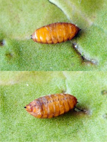 Réf. 138 136 : Phytomyza ilicis