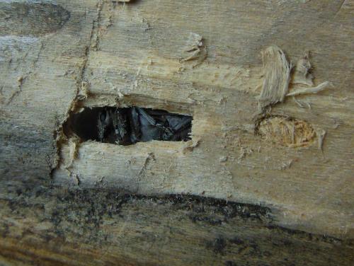 Saperda octopunctata