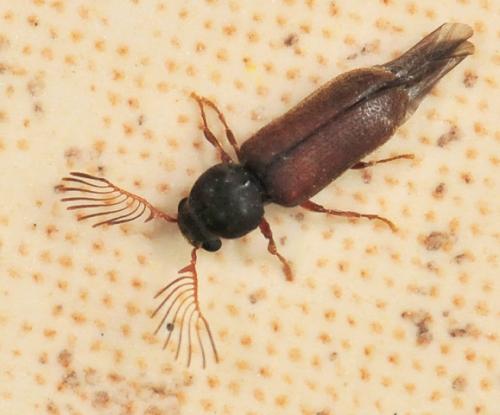 Ptilinus pectinicornis