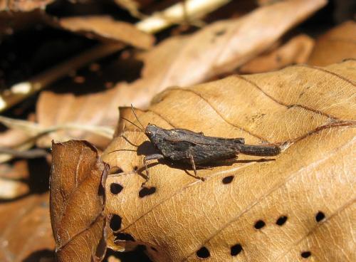 Réf. 138 009 : Tetrix subulata