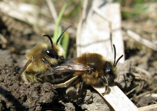 Réf. 138 047 : Colletes cunicularius