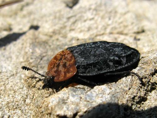 Réf. 138 107 : Oiceoptoma thoracicum