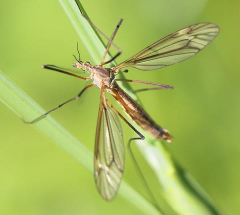 Réf. 138 956 : Tipula vernalis