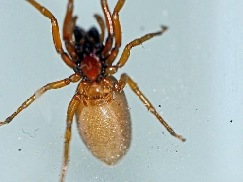 Dysdera sp.