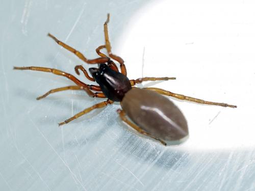Réf. 138 576 : Dysdera sp.