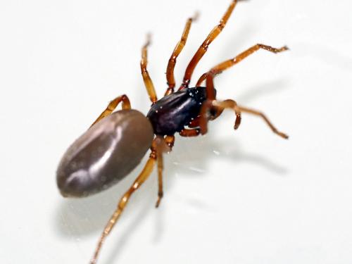 Dysdera sp.