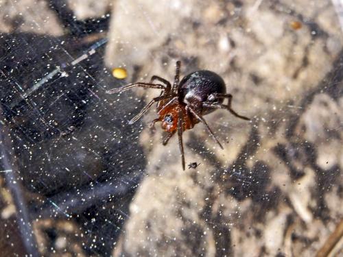 Agelena_sl sp.