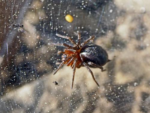 Agelena_sl sp.