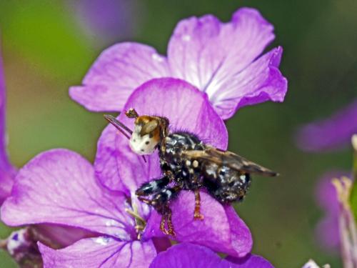 Myopa picta