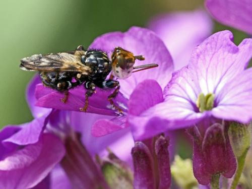 Myopa picta