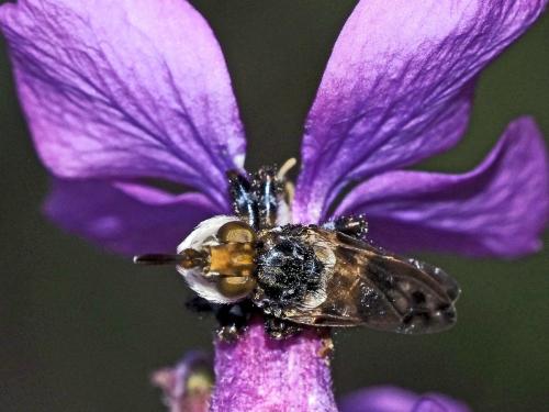 Myopa picta