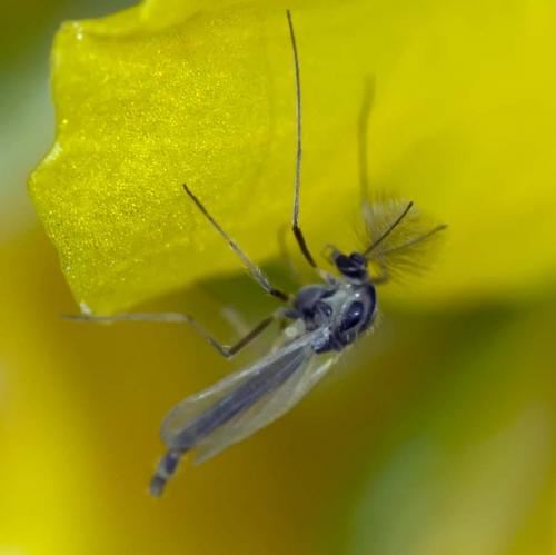 Réf. 138 055 : Orthocladiinae inconnu