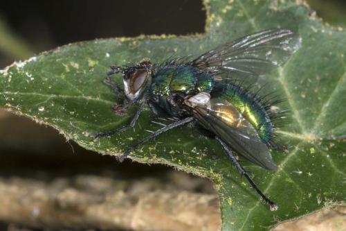 Gymnocheta viridis