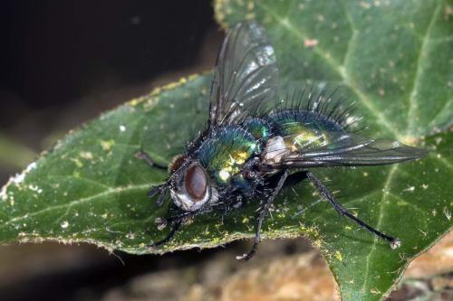 Gymnocheta viridis