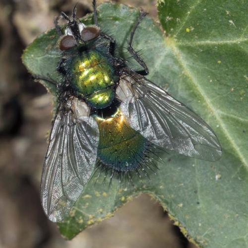 Gymnocheta viridis