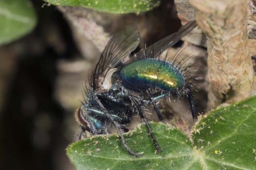 Gymnocheta viridis