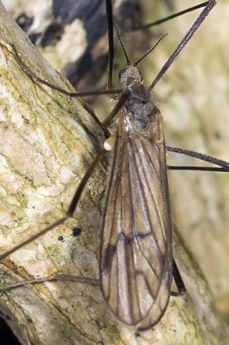 Réf. 138 337 : Ormosia lineata